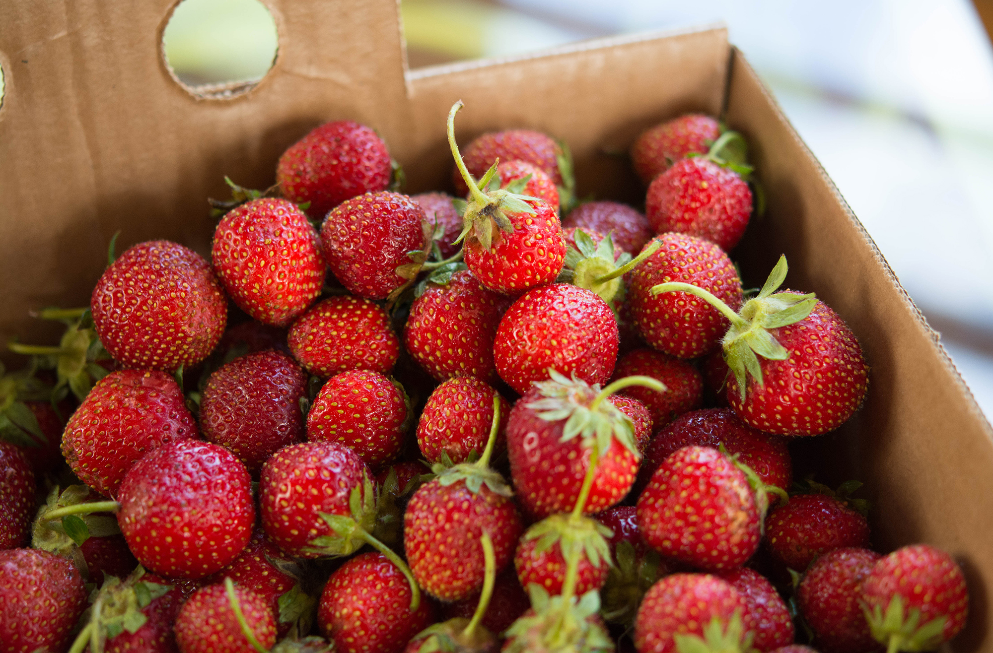 Fresh picked strawberries