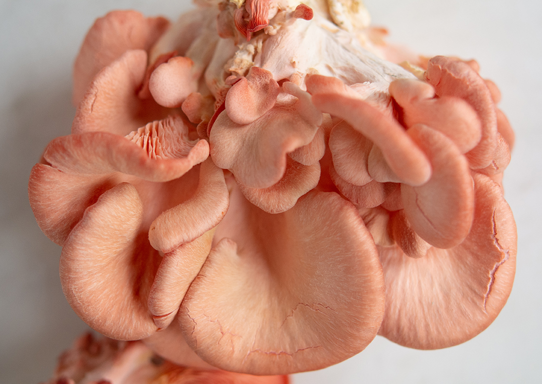 Photo of pink oyster mushroom