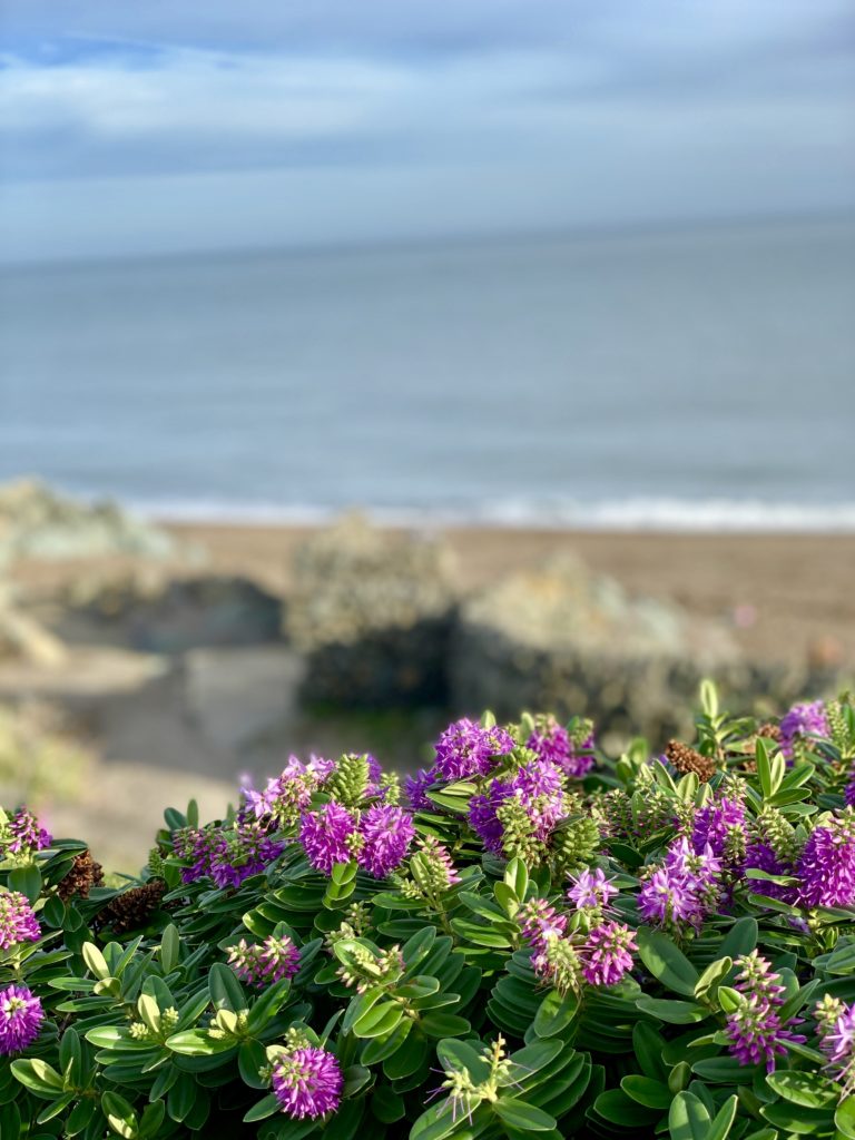 lovely flowers along the sea