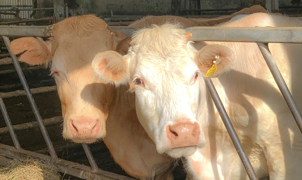white cows