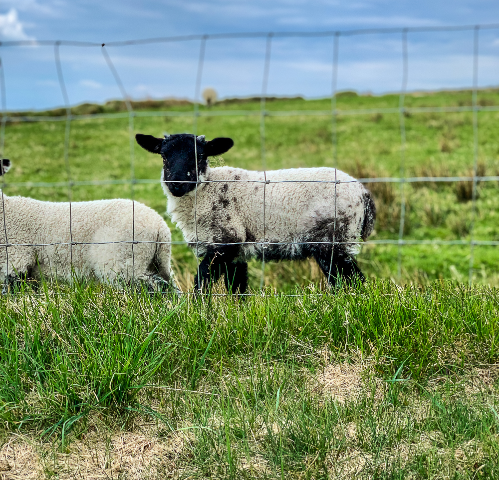 baby lamb with black face