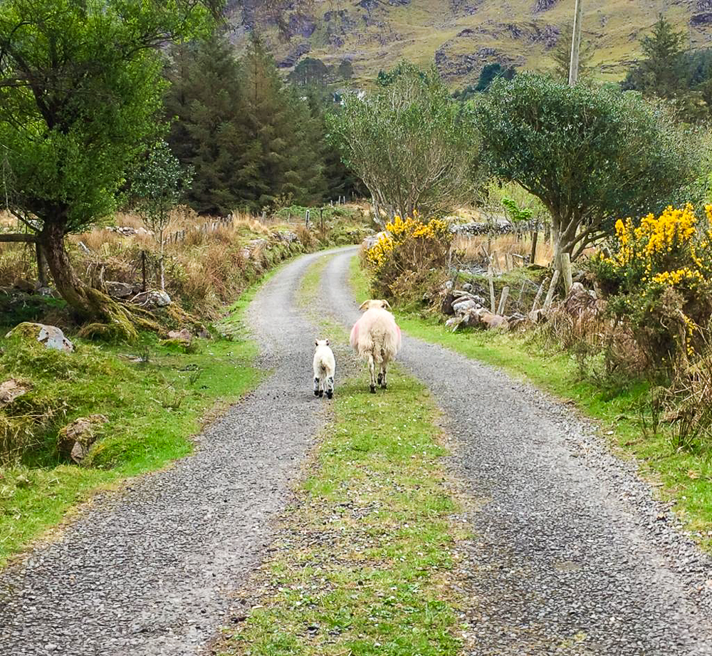 sheep walking in the road