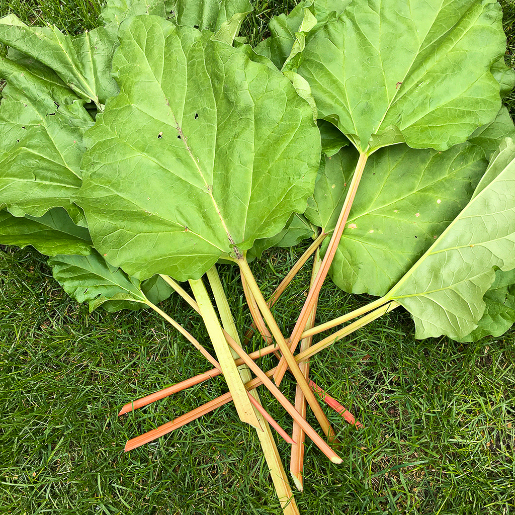 rhubarb on the grass