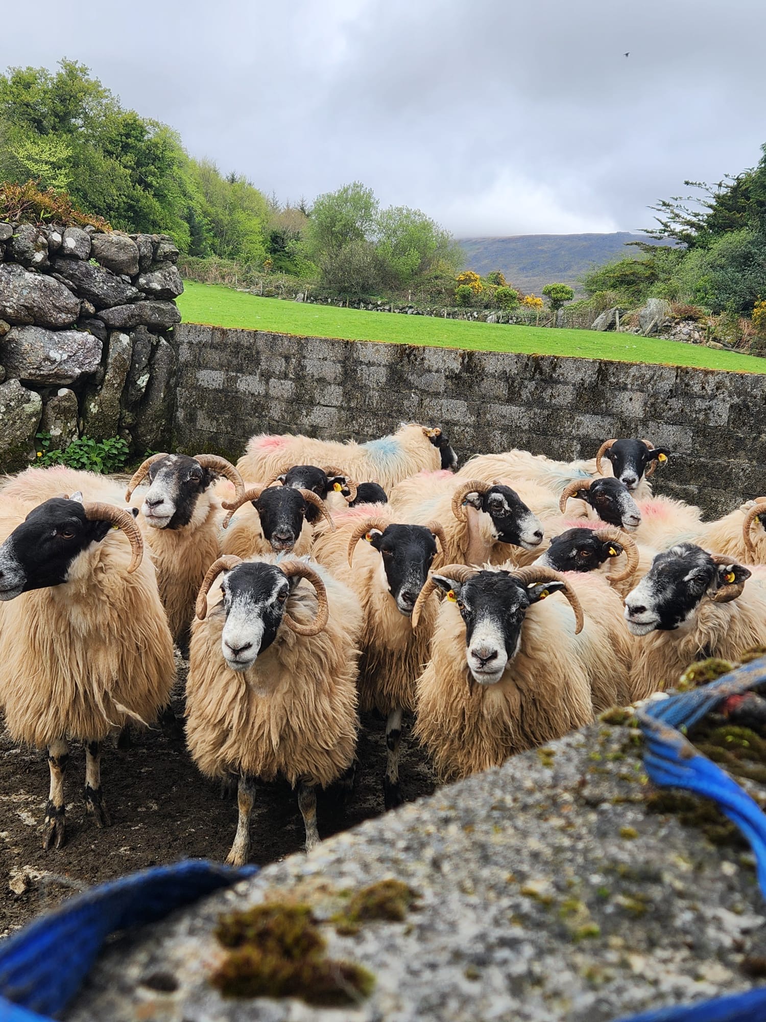 GraBia food tour. Visiting a sheep farm