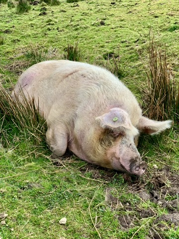 a pig asleep on a farm in ireland