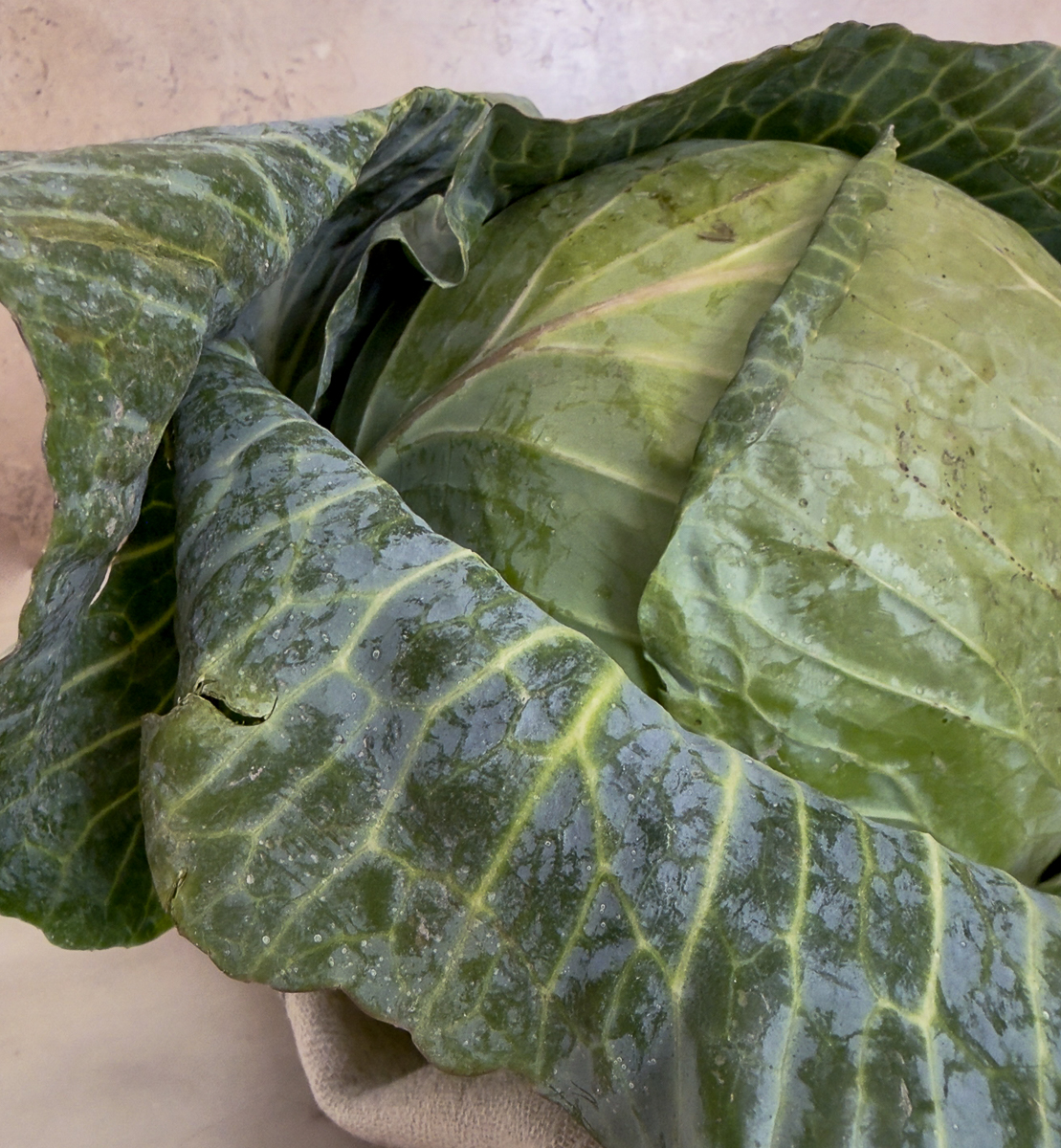 close up of a large cabbage with green outer leaves